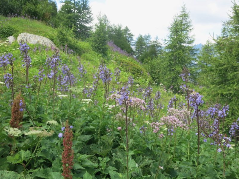 Alpine plants. Image © PlanetSKI