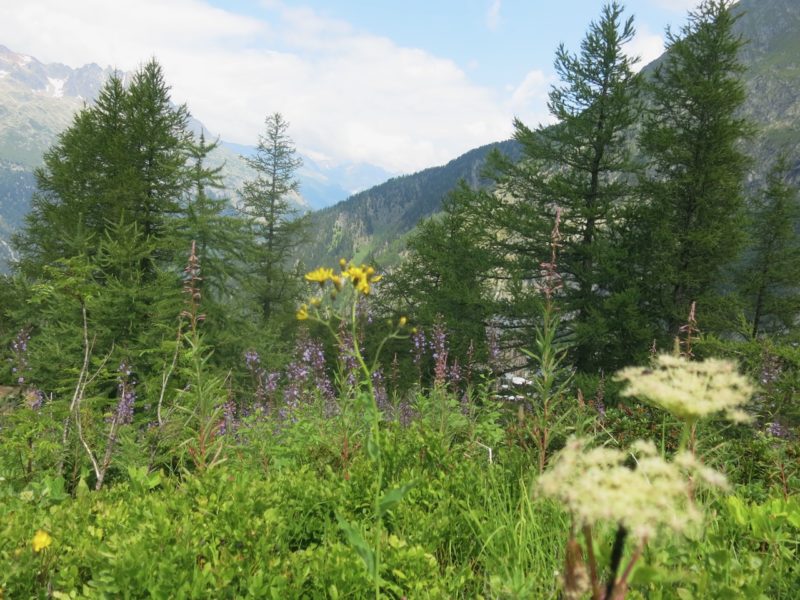 Alpine plants. Image © PlanetSKI
